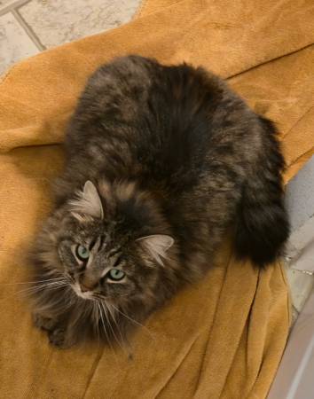 Lost cat