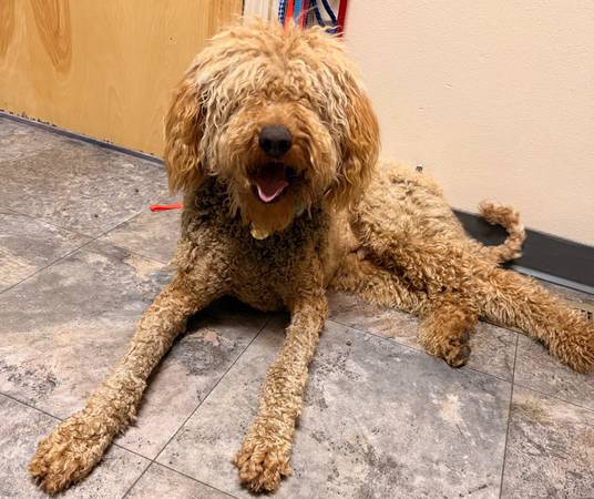 Found dog