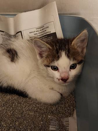 Found Cat in Saint Ignatius