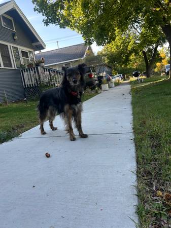 Found dog