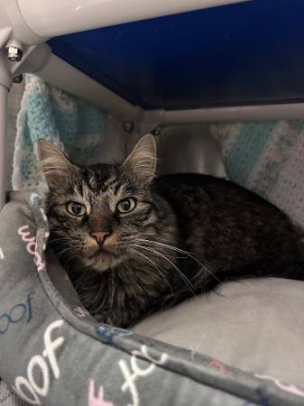 Found Cat in Wines Way