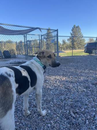 Found dog