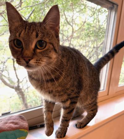Found cat