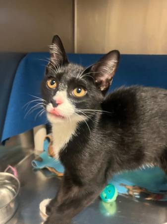 Found cat