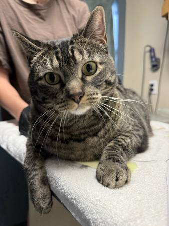 Found cat