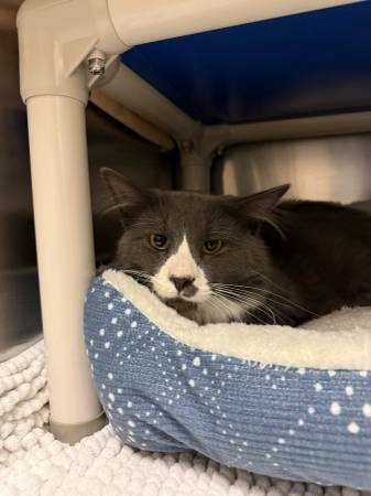 Found Cat in Clinton