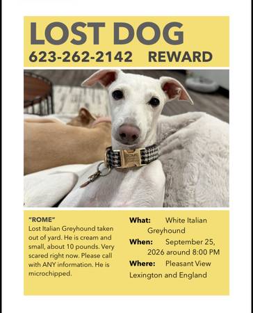 Lost dog