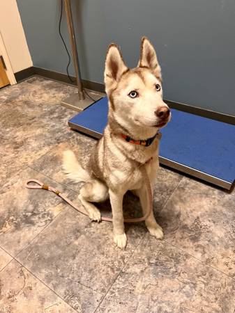 Found dog
