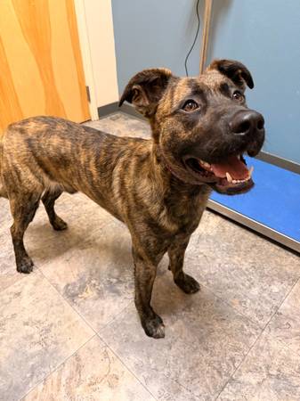 Found dog