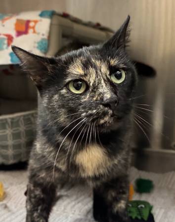 Found Cat in Seeley Lake