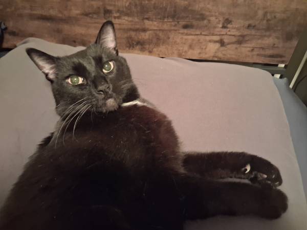 Lost cat