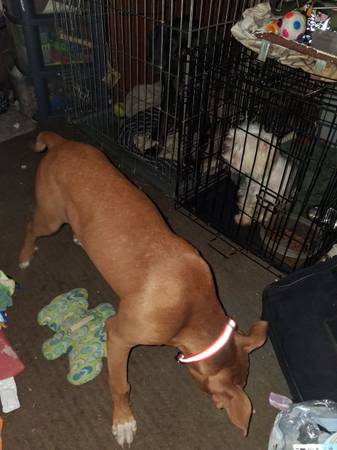Found Dog in Mobile