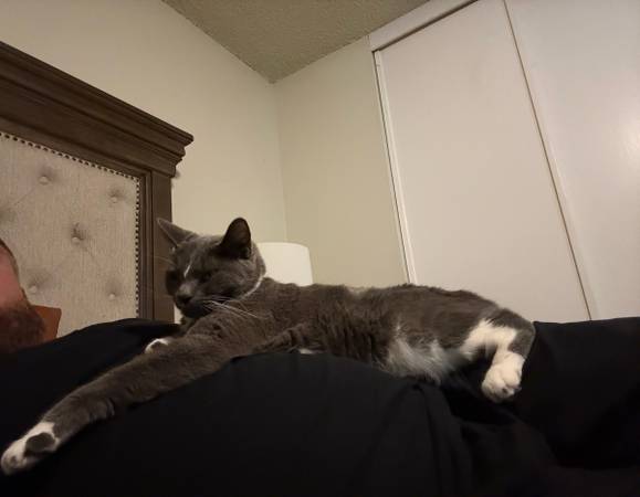 Lost cat