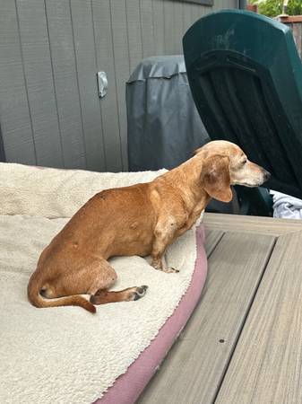 Lost dog