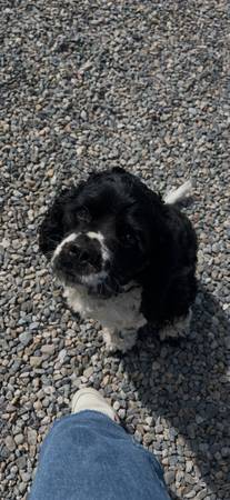 Lost dog