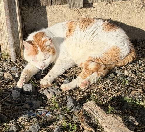 Lost Cat in Modesto