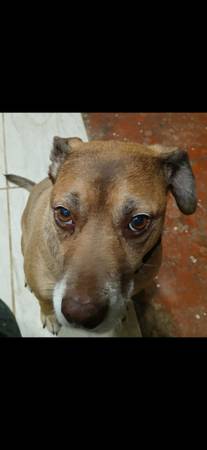Lost Dog in Modesto