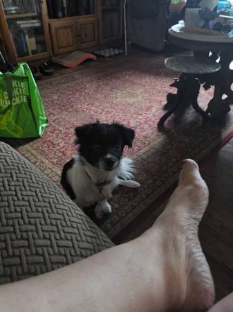 Found dog