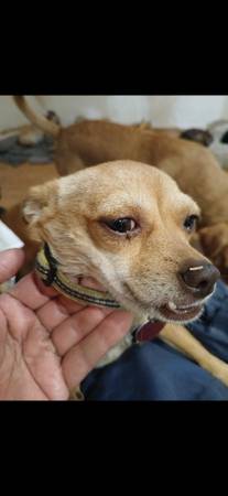 Lost Dog in Empire