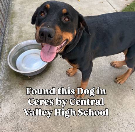Found Dog in Ceres