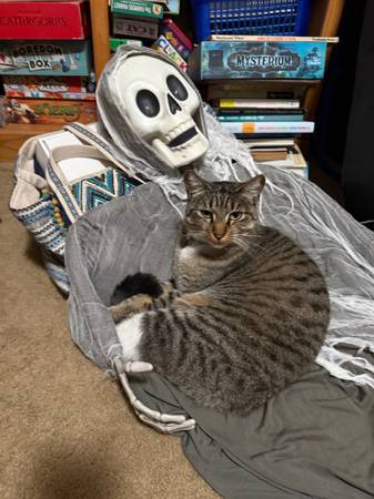 Lost Cat in Modesto