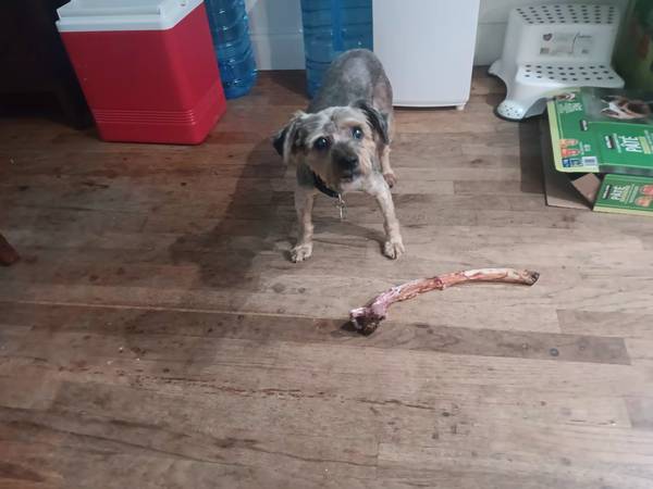 Lost dog