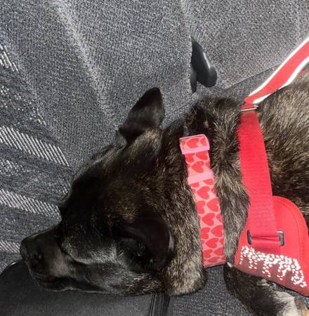 Found Dog in Kingman