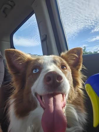Found Dog in Chevron