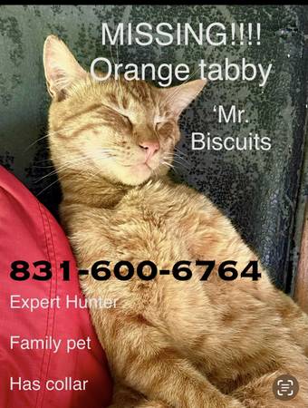 Lost Cat in Watsonville