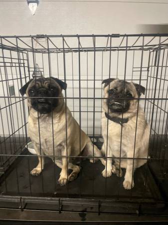 Found dog