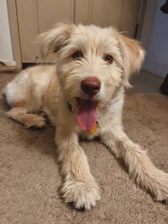 Found Dog in Salinas