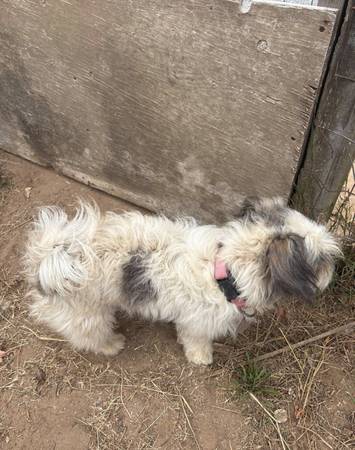 Found Dog in Prunedale