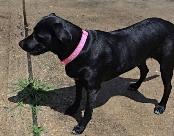 Lost dog