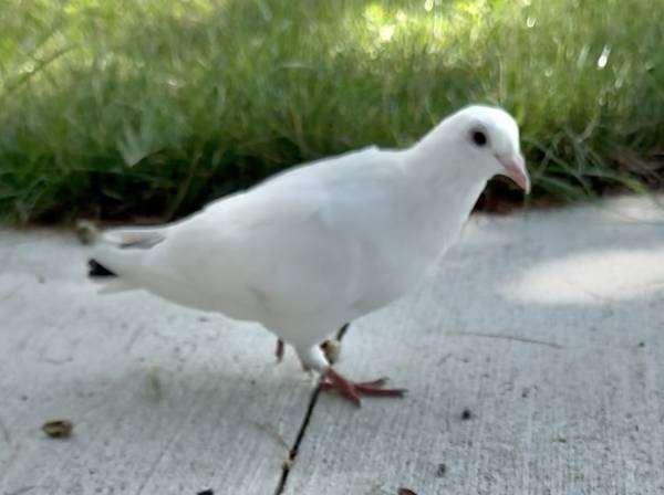 Found bird