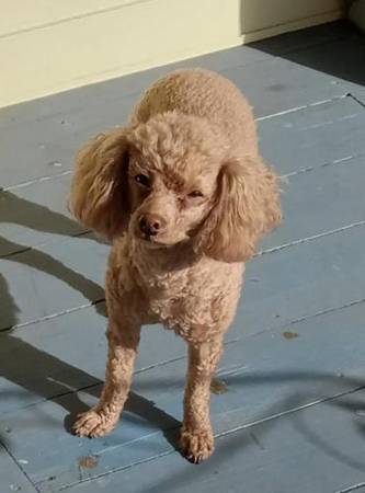 Lost dog