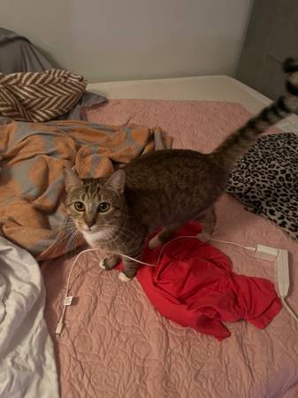 Lost Cat in Georgetown