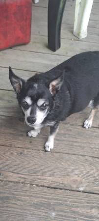 Lost Dog in Conway