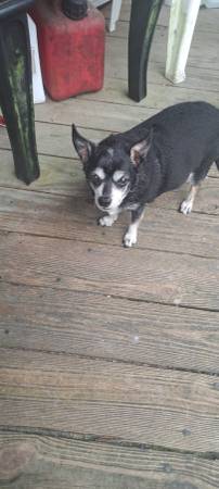 Lost Dog in Conway
