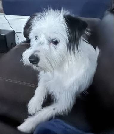 Found Dog in Lufkin