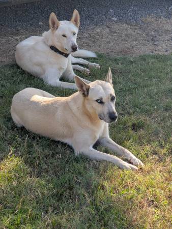 Lost Dog in Crockett