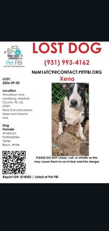 Lost Dog in Marshall County