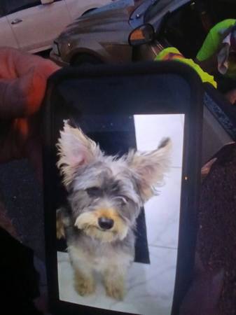 Lost Dog in Nashville
