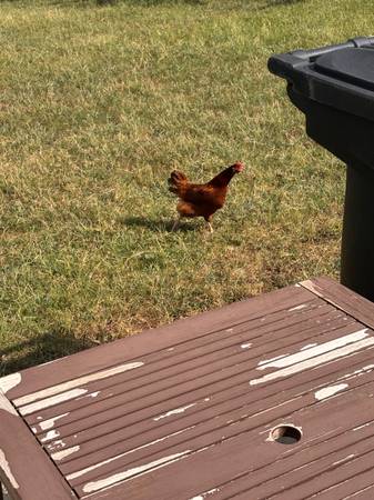 Found bird