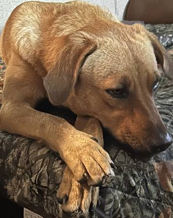Found Dog in Liberty