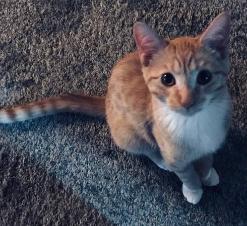 Lost Cat in Aberdeen