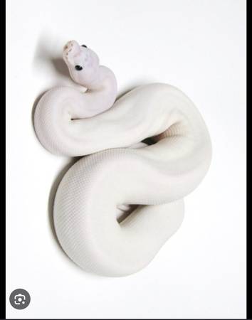 Found snake