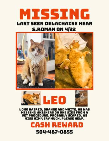 Lost cat