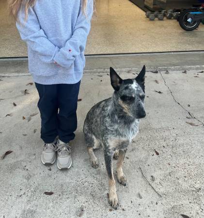 Lost dog