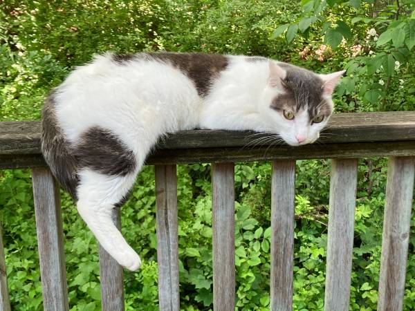Lost Cat in Yorktown Heights