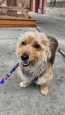 Found dog